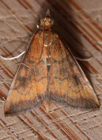 Variable Reddish Pyrausta